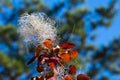 Leaves of European smoketree in a sunny November day