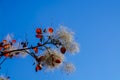 Leaves of European smoketree in a sunny November day