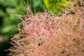 European smoketree. Skumpiya tanning, cotinus coggygria. Rhus cotinus or smoke bush. Pink fluffy tree branches