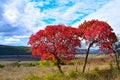 European Smoketree & x28;Cotinus coggygria& x29;, in Late Autumn