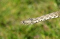 European smooth snake Coronella austriaca Royalty Free Stock Photo