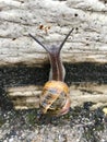 European snail Cornu aspersum Royalty Free Stock Photo