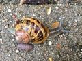 European snail Cornu aspersum Royalty Free Stock Photo