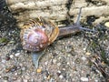 European snail Cornu aspersum Royalty Free Stock Photo