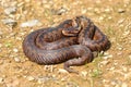 European snake vipera berus Royalty Free Stock Photo