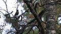 European songbird Spotted nutcracker, Nucifraga caryocatactes searching for food