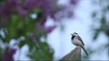 European songbird White wagtail, Motacilla alba sitting on an old wooden post