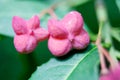 European spindle, common spindle, Euonymus europaeus