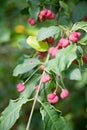 European spindle, common spindle, Euonymus europaeus