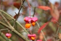 European Spindle Tree in Autumn