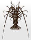 European spiny lobster or crayfish, palinurus elephas in top view