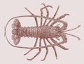 European spiny lobster or crayfish palinurus elephas in top view