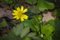 Anemone, wild forest spring flower Royalty Free Stock Photo