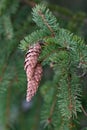 European spruce aka Norway spruce cones hanging from branch Royalty Free Stock Photo