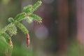 European spruce aka Norway spruce cones hanging from branch Royalty Free Stock Photo