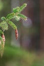 European spruce aka Norway spruce cones hanging from branch Royalty Free Stock Photo