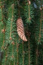 European spruce aka Norway spruce cones hanging from branch Royalty Free Stock Photo