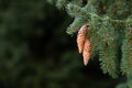 European spruce aka Norway spruce cones hanging from branch Royalty Free Stock Photo