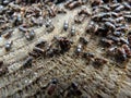 European spruce bark beetle