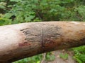 European spruce bark beetle pupa marks on wood