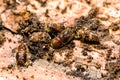 European spruce bark beetles