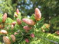 European spruce with young cones Royalty Free Stock Photo