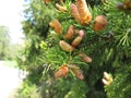 European spruce with young cones Royalty Free Stock Photo