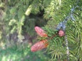 European spruce with young cones Royalty Free Stock Photo