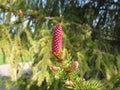 European spruce with young cones Royalty Free Stock Photo