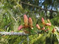 European spruce with young cones Royalty Free Stock Photo