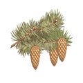 European spruce. Colorful branch with three cones of conifer trees.