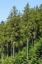 European spruce trees or picea abies