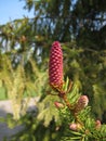 European spruce with young cones Royalty Free Stock Photo