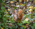 Attentive european squirrel Royalty Free Stock Photo