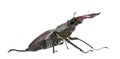 European Stag beetle against white background