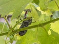 The European stag beetle Lucanus cervus perched on a vine