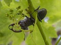 The European stag beetle Lucanus cervus perched on a vine