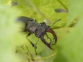 The European stag beetle Lucanus cervus perched on a vine