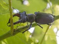 The European stag beetle Lucanus cervus perched on a vine