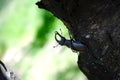 The European stag beetle (Lucanus cervus) Royalty Free Stock Photo