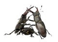 European Stag beetles against white background