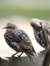 European Starling