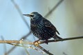 European Starling