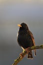 European Starling Royalty Free Stock Photo