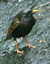 European Starling Royalty Free Stock Photo