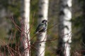 European Starling Royalty Free Stock Photo