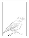 European Starling Bird, Vector Bird Coloring page