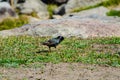 European Starling bird walking on a green grass in a forest. Royalty Free Stock Photo