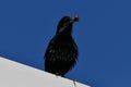 European Starling bird with beetles in its beak