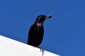 European starling birds with beetles in its beak